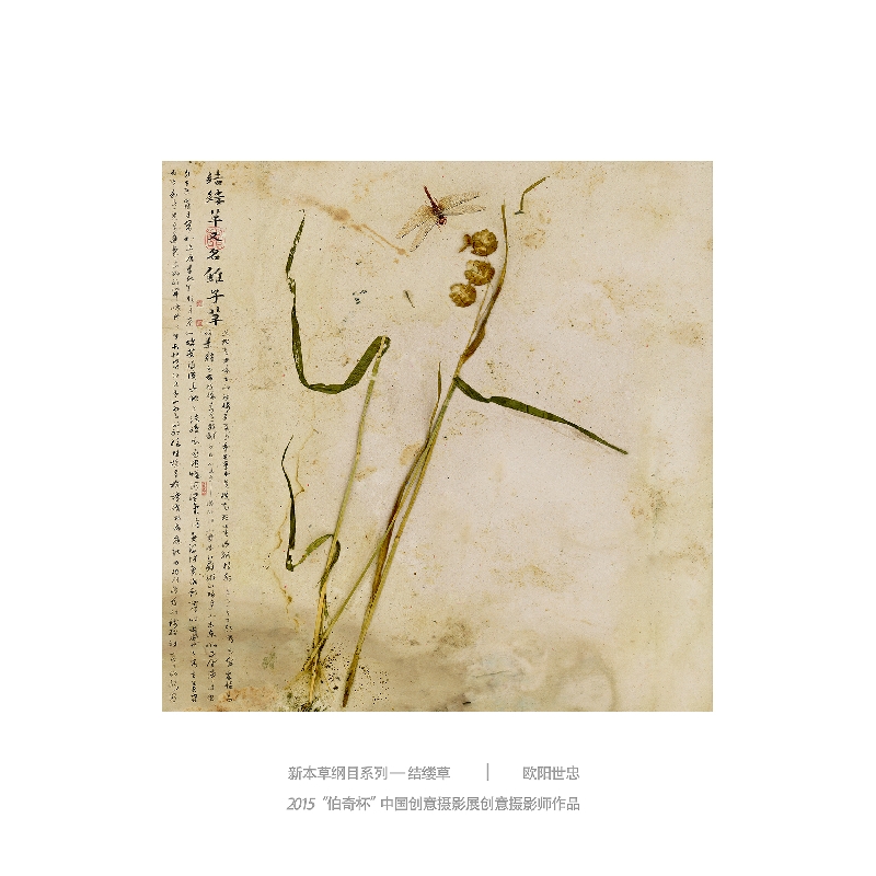 079-新本草纲目系列4-2015“伯奇杯”中国创意摄影展创意摄影师作品-作者：欧阳世忠