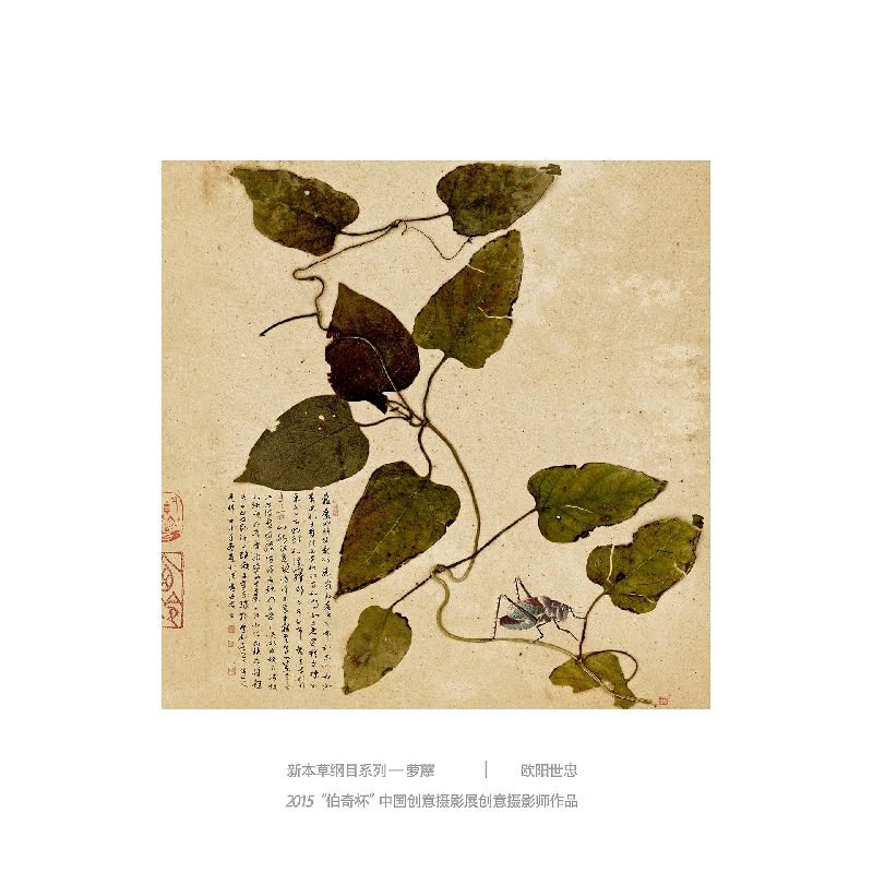 077-新本草纲目系列2-2015“伯奇杯”中国创意摄影展创意摄影师作品-作者：欧阳世忠